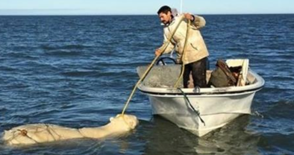 Alaskan Inuits save polar bear in danger of drowning