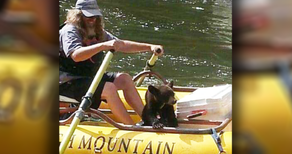 Baby bear cub was stranded alone by the riverside