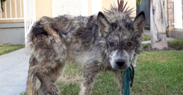 Hope For Paws Wolf Dog Rescue Is Their First
