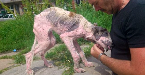 Stray Bulgarian Dog Undergoes Transformation After Rescue