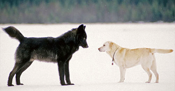 He Watched In Terror As A Wolf Stalked His Dog. Then Something Amazing Happened.