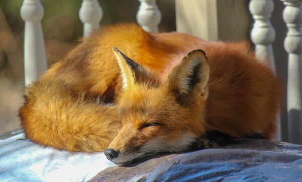 Foxes as Pets: Debunking Common Myths and Misconception