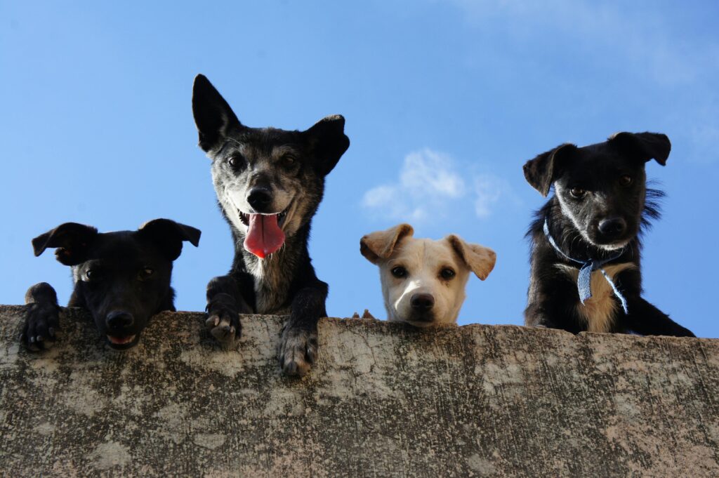 multiple dogs for kids showing different activity levels