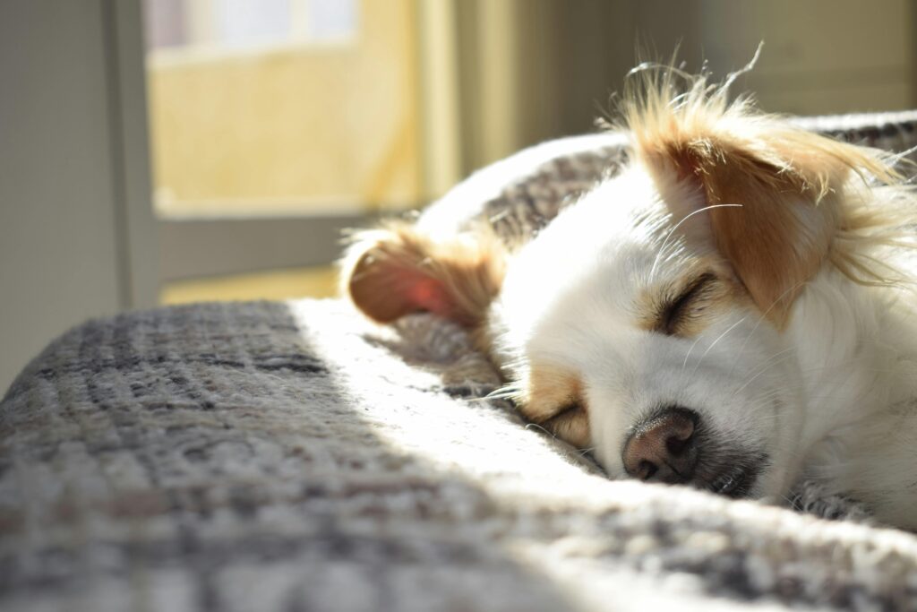 sleeping dog on a bed