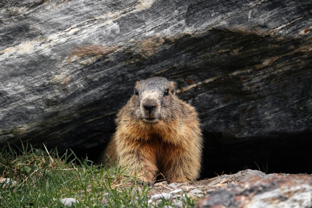 The Groundhog Phenomenon at the Canadian F1 Grand Prix