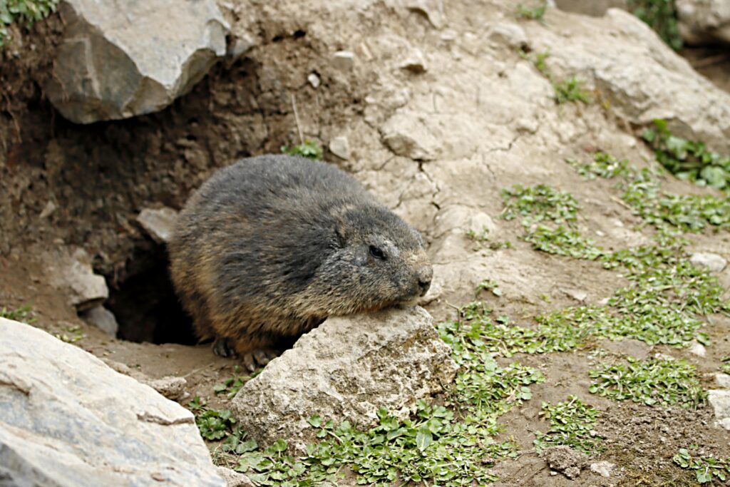 groundhog getting out of its burrow