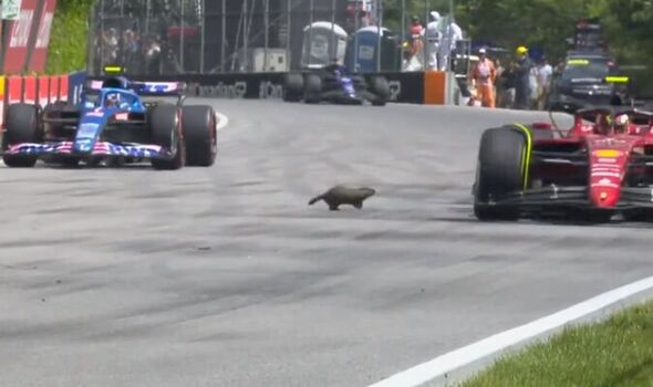 groundhog on a formula 1 track during race