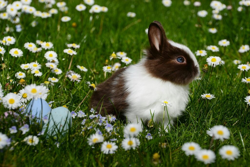 How Long Do Rabbits Live as Pets?