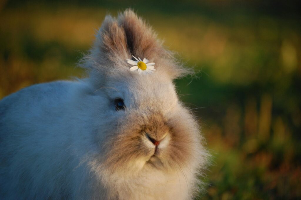 fluffy rabbit portrait