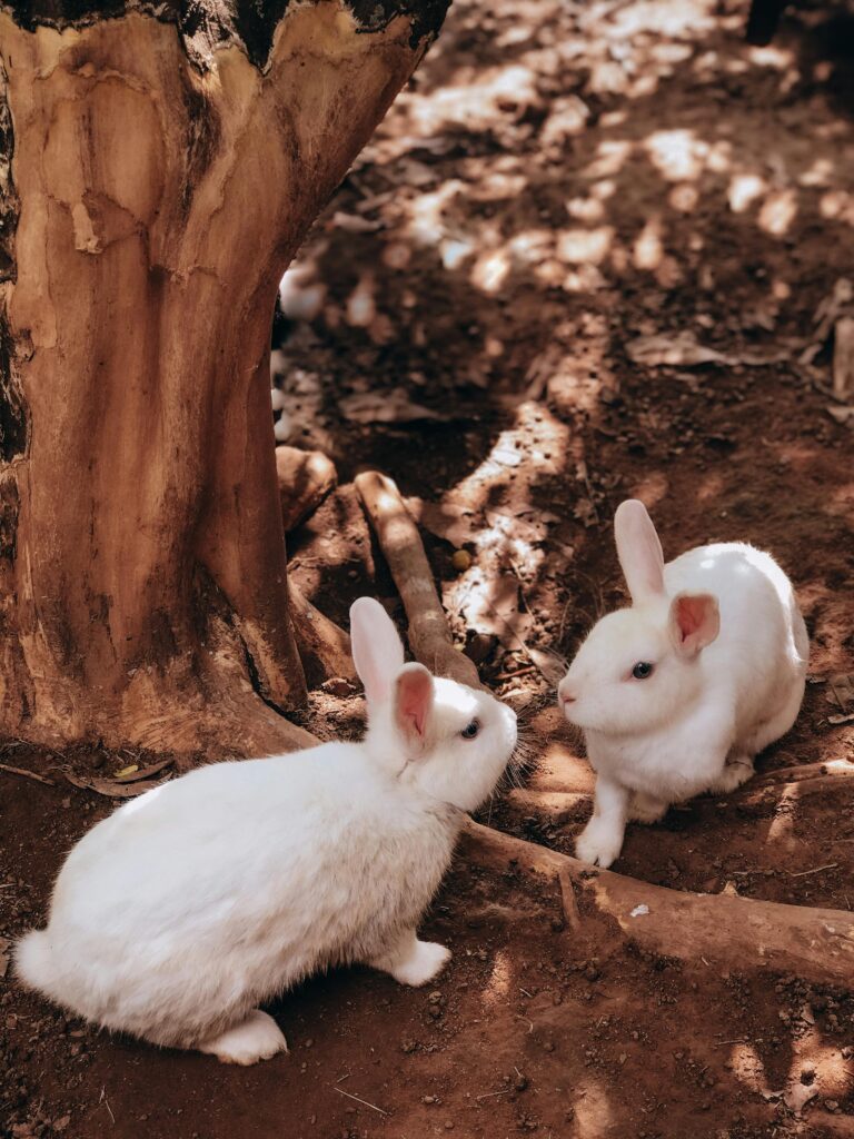 two white rabbits