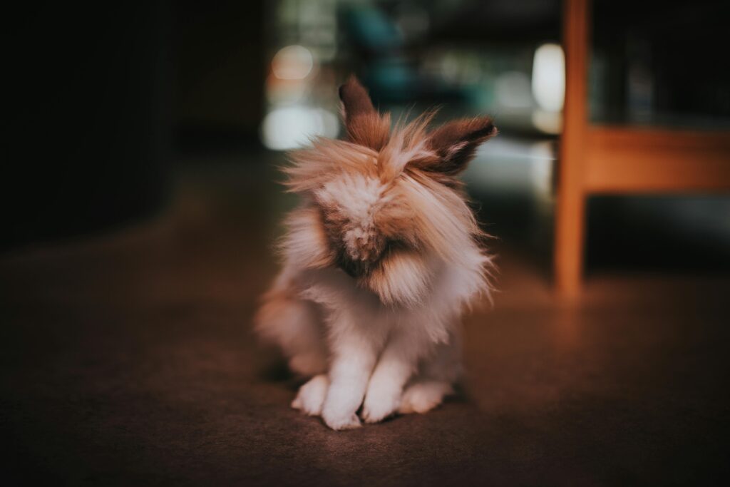 fluffy small rabbit with shiny fur