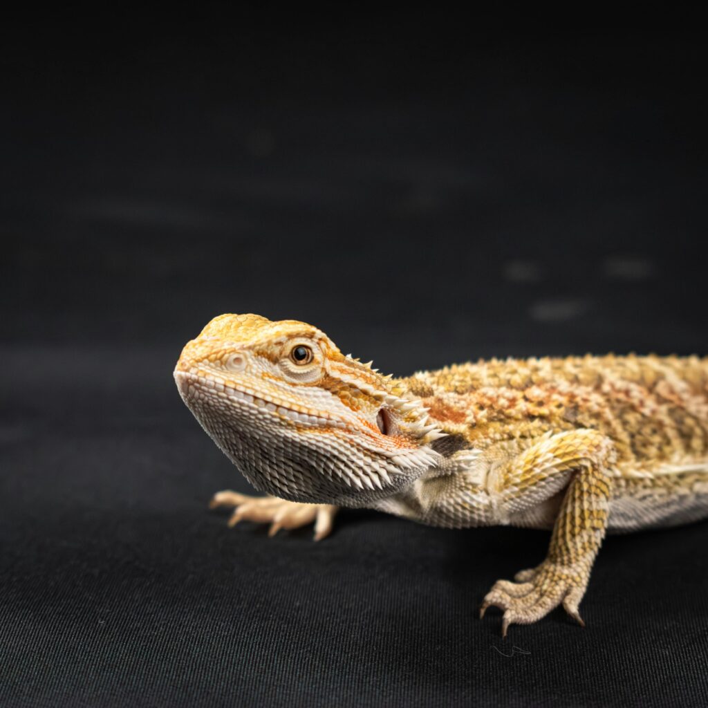 a bearded dragon in nature