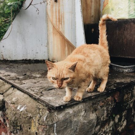 How often should you change the water in your cat’s bowl